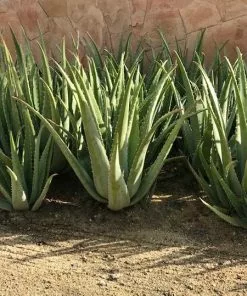 Fast Growing Trees Aloe Vera Plant 9 Fast Growing Trees Aloe Vera Plant