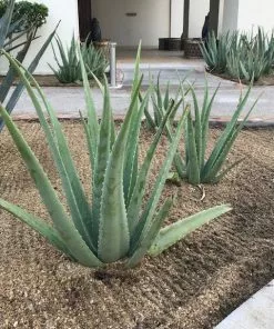 Fast Growing Trees Aloe Vera Plant 11 Fast Growing Trees Aloe Vera Plant