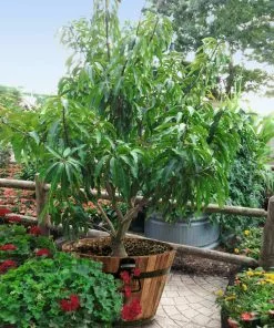 Fast Growing Trees Alphonso Mango Mango Trees 10 Fast Growing Trees Alphonso Mango Mango Trees