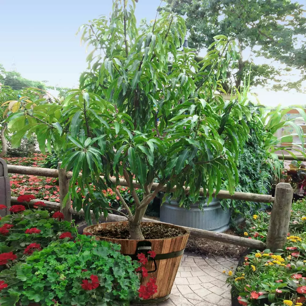 Fast Growing Trees Alphonso Mango Mango Trees 5 Fast Growing Trees Alphonso Mango Mango Trees