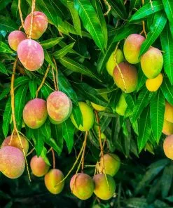 Fast Growing Trees Alphonso Mango Mango Trees 11 Fast Growing Trees Alphonso Mango Mango Trees