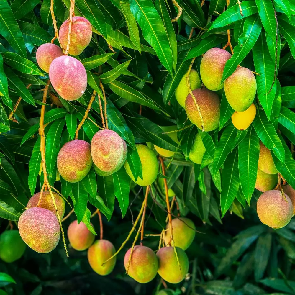 Fast Growing Trees Alphonso Mango Mango Trees 6 Fast Growing Trees Alphonso Mango Mango Trees