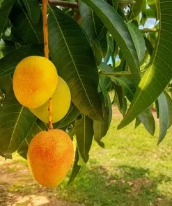 Fast Growing Trees Alphonso Mango Mango Trees