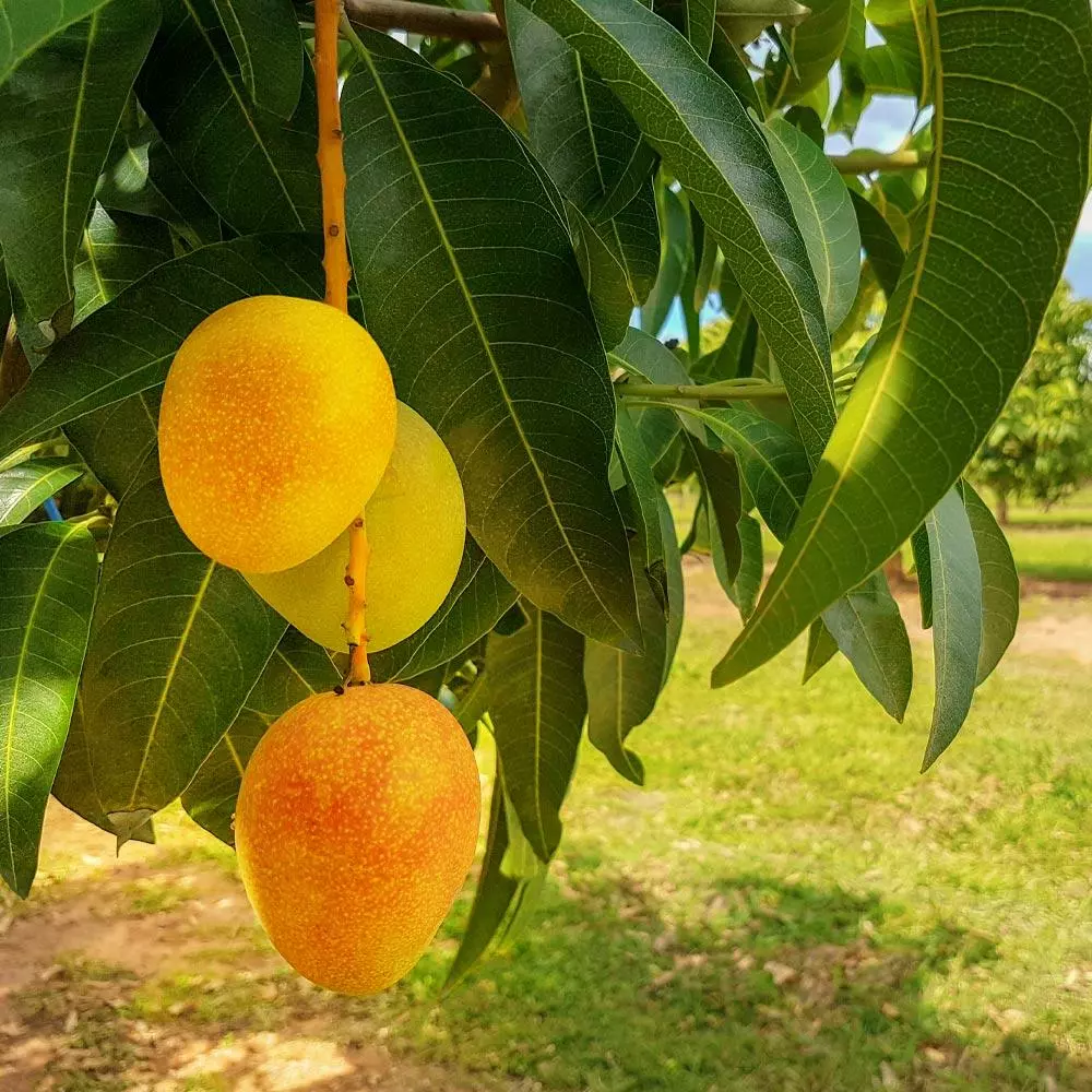 Fast Growing Trees Alphonso Mango Mango Trees 4 Fast Growing Trees Alphonso Mango Mango Trees