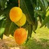 Fast Growing Trees Alphonso Mango Mango Trees 2 Fast Growing Trees Alphonso Mango Mango Trees
