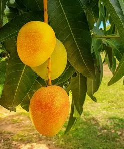 Fast Growing Trees Alphonso Mango Mango Trees