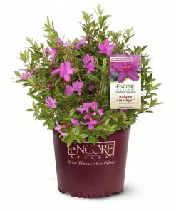 Fast Growing Trees Autumn Amethyst™ Encore® Azalea