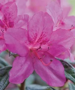 Fast Growing Trees Autumn Amethyst™ Encore® Azalea
