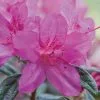 Fast Growing Trees Autumn Amethyst™ Encore® Azalea 1 Fast Growing Trees Autumn Amethyst™ Encore® Azalea