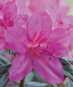 Fast Growing Trees Autumn Amethyst™ Encore® Azalea