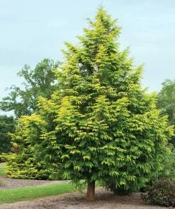 Fast Growing Trees Amber Glow™ Redwood Tree See All Shade Trees 10 Fast Growing Trees Amber Glow™ Redwood Tree See All Shade Trees