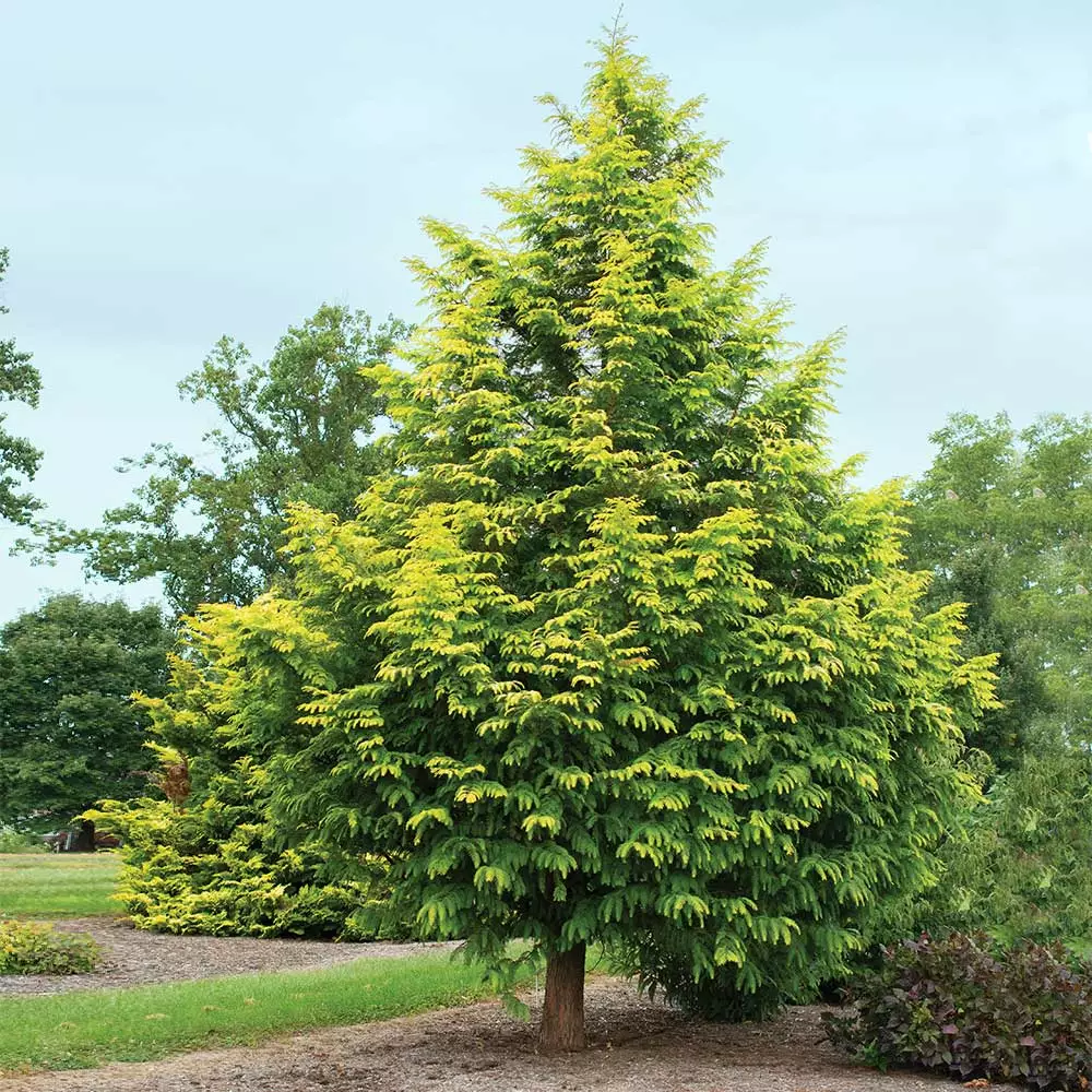 Fast Growing Trees Amber Glow™ Redwood Tree See All Shade Trees 5 Fast Growing Trees Amber Glow™ Redwood Tree See All Shade Trees