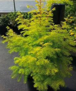 Fast Growing Trees Amber Glow™ Redwood Tree See All Shade Trees 13 Fast Growing Trees Amber Glow™ Redwood Tree See All Shade Trees