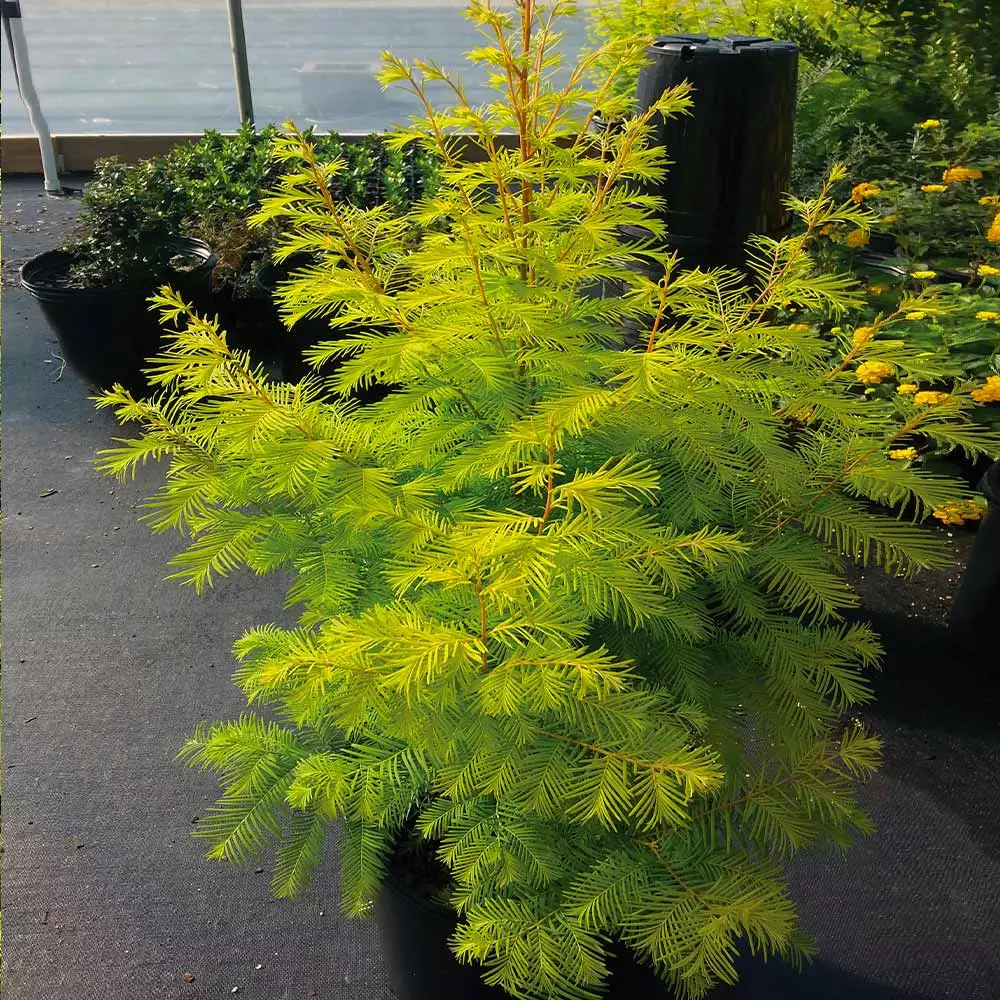 Fast Growing Trees Amber Glow™ Redwood Tree See All Shade Trees 8 Fast Growing Trees Amber Glow™ Redwood Tree See All Shade Trees