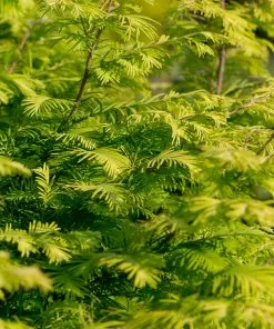 Fast Growing Trees Amber Glow™ Redwood Tree See All Shade Trees 11 Fast Growing Trees Amber Glow™ Redwood Tree See All Shade Trees