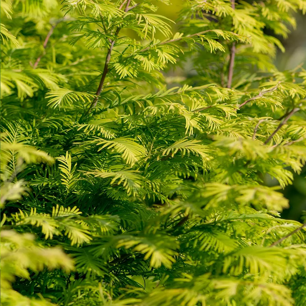 Fast Growing Trees Amber Glow™ Redwood Tree See All Shade Trees 6 Fast Growing Trees Amber Glow™ Redwood Tree See All Shade Trees