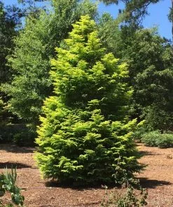 Fast Growing Trees Amber Glow™ Redwood Tree See All Shade Trees 12 Fast Growing Trees Amber Glow™ Redwood Tree See All Shade Trees