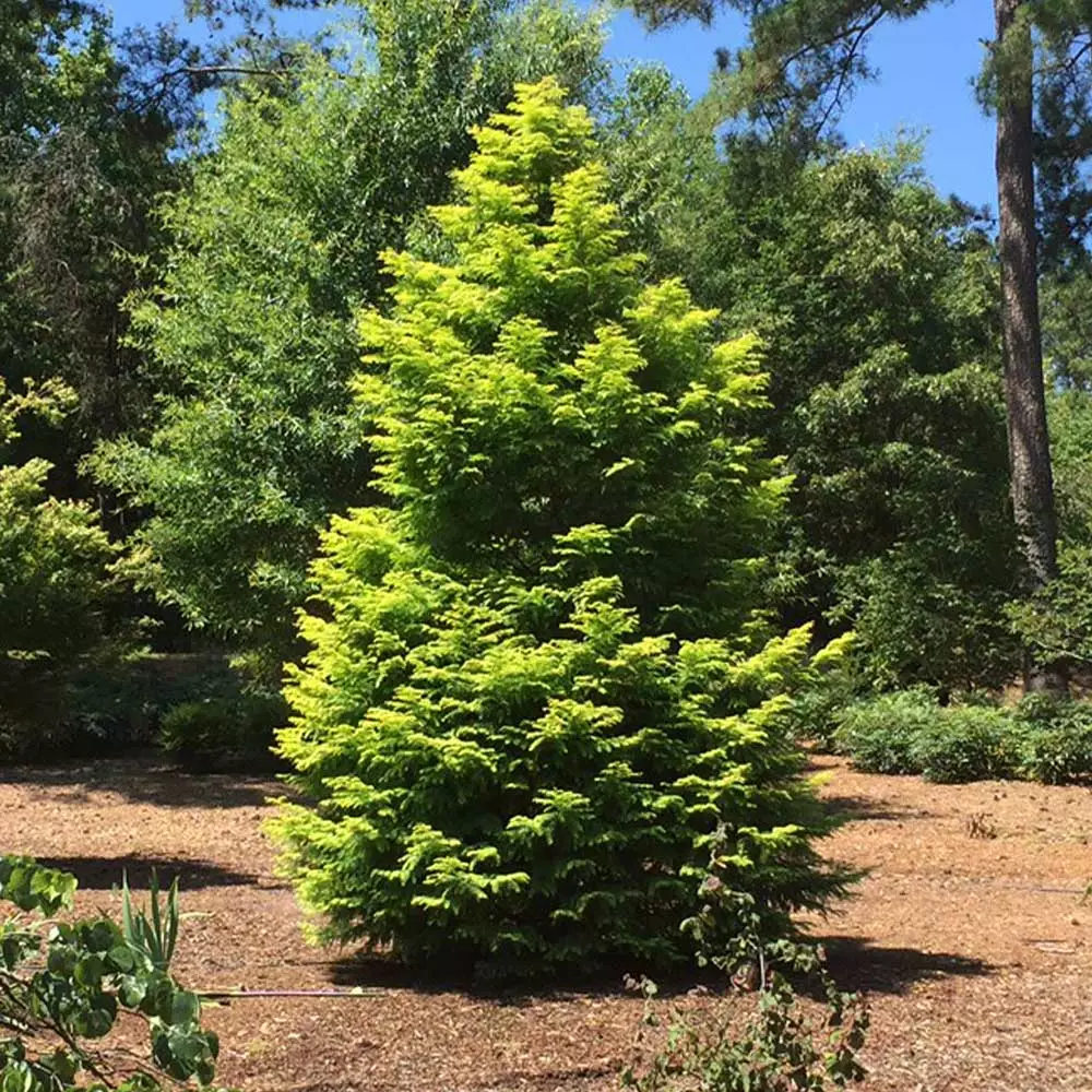 Fast Growing Trees Amber Glow™ Redwood Tree See All Shade Trees 7 Fast Growing Trees Amber Glow™ Redwood Tree See All Shade Trees