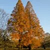 Fast Growing Trees Amber Glow™ Redwood Tree See All Shade Trees 1 Fast Growing Trees Amber Glow™ Redwood Tree See All Shade Trees