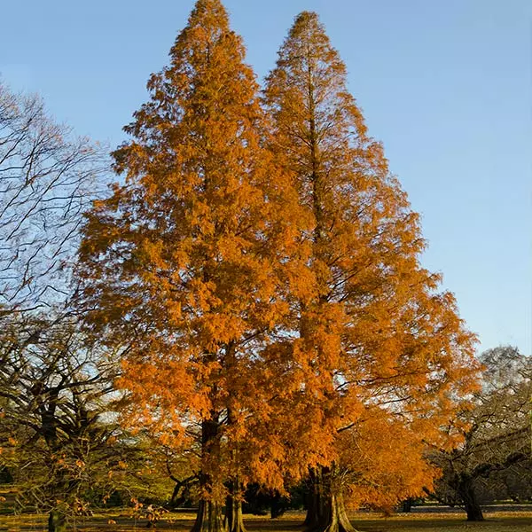 Fast Growing Trees Amber Glow™ Redwood Tree See All Shade Trees 3 Fast Growing Trees Amber Glow™ Redwood Tree See All Shade Trees
