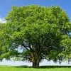 Fast Growing Trees American Beech See All Shade Trees 1 Fast Growing Trees American Beech See All Shade Trees