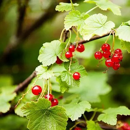 Fast Growing Trees American Cranberry 4 Fast Growing Trees American Cranberry