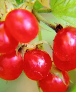 Fast Growing Trees American Cranberry 8 Fast Growing Trees American Cranberry