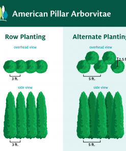 Fast Growing Trees Full Speed A Hedge® American Pillar Arborvitae Arborvitae Trees