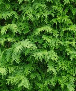 Fast Growing Trees American Arborvitae Arborvitae Trees 11 Fast Growing Trees American Arborvitae Arborvitae Trees