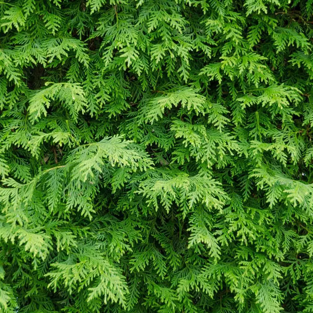 Fast Growing Trees American Arborvitae Arborvitae Trees 6 Fast Growing Trees American Arborvitae Arborvitae Trees