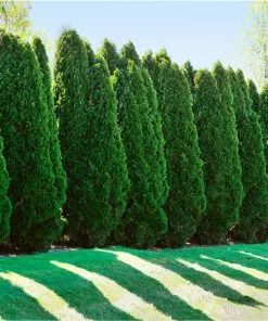 Fast Growing Trees American Arborvitae Arborvitae Trees 10 Fast Growing Trees American Arborvitae Arborvitae Trees