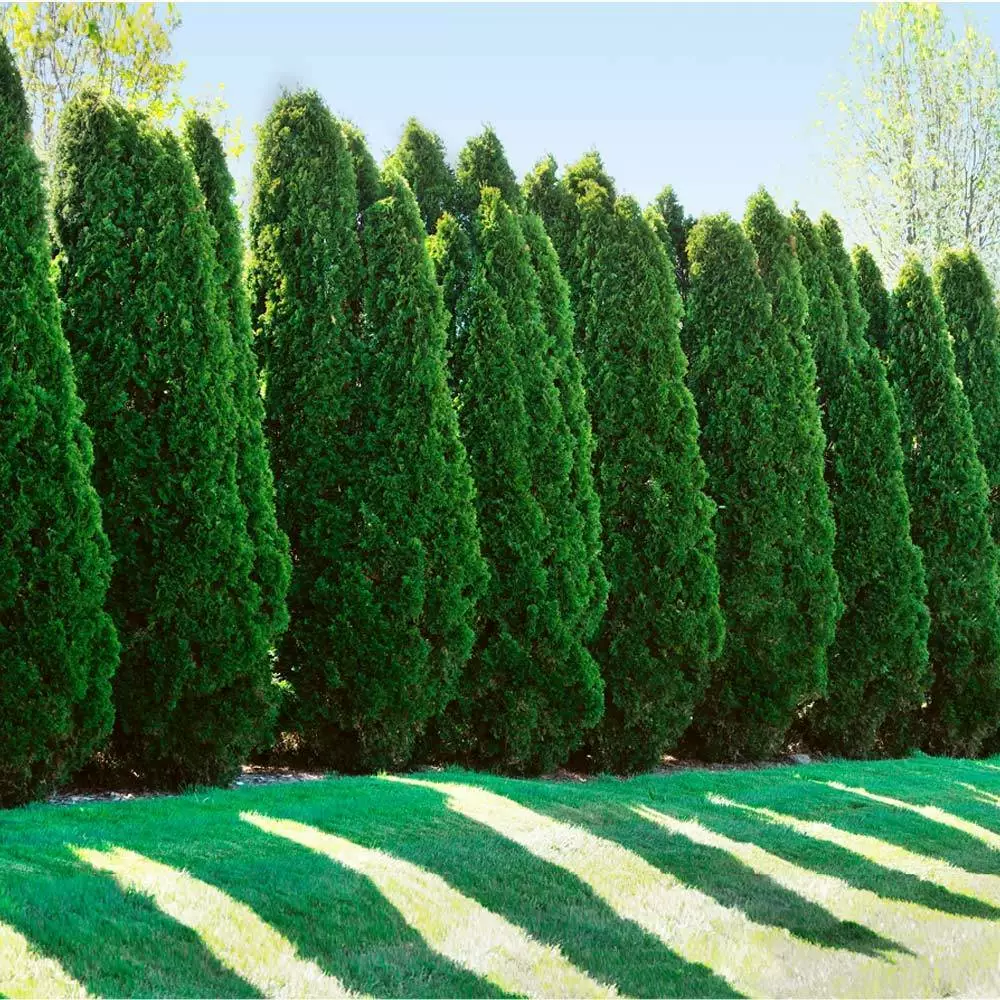 Fast Growing Trees American Arborvitae Arborvitae Trees 5 Fast Growing Trees American Arborvitae Arborvitae Trees