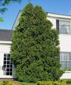 Fast Growing Trees American Arborvitae Arborvitae Trees 13 Fast Growing Trees American Arborvitae Arborvitae Trees