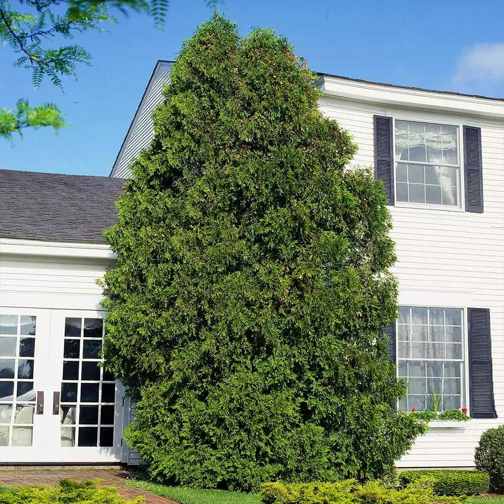 Fast Growing Trees American Arborvitae Arborvitae Trees 8 Fast Growing Trees American Arborvitae Arborvitae Trees