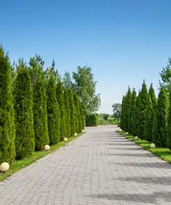 Fast Growing Trees American Arborvitae Arborvitae Trees 12 Fast Growing Trees American Arborvitae Arborvitae Trees