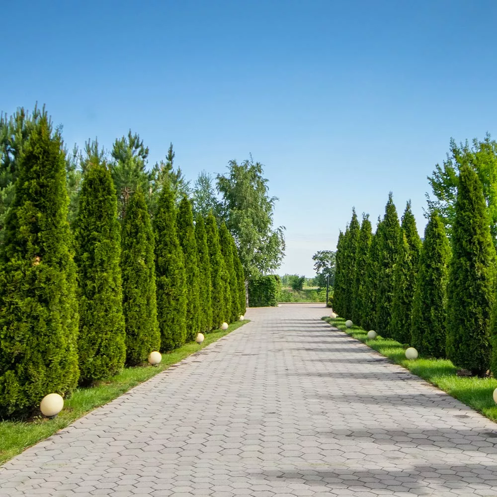 Fast Growing Trees American Arborvitae Arborvitae Trees 7 Fast Growing Trees American Arborvitae Arborvitae Trees