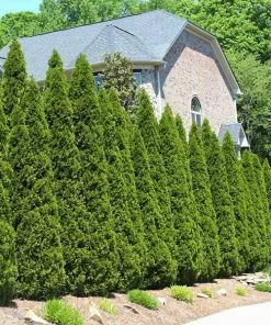 Fast Growing Trees American Arborvitae Arborvitae Trees