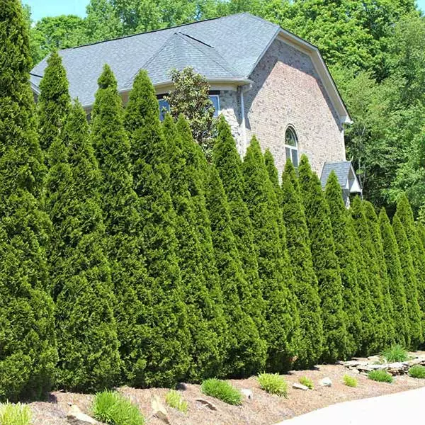 Fast Growing Trees American Arborvitae Arborvitae Trees 3 Fast Growing Trees American Arborvitae Arborvitae Trees