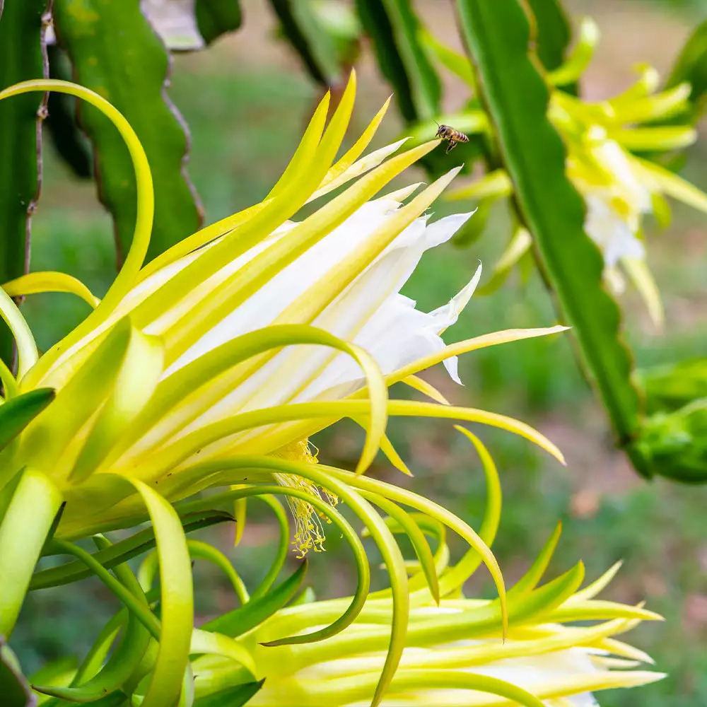 Fast Growing Trees American Beauty Dragon Fruit 7 Fast Growing Trees American Beauty Dragon Fruit