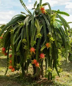 Fast Growing Trees American Beauty Dragon Fruit 10 Fast Growing Trees American Beauty Dragon Fruit