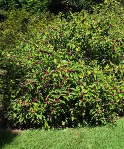 Fast Growing Trees American Beautyberry 9 Fast Growing Trees American Beautyberry