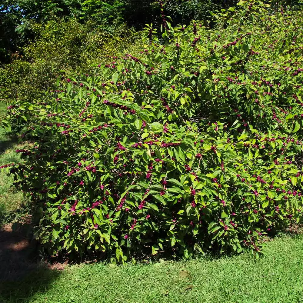 Fast Growing Trees American Beautyberry 6 Fast Growing Trees American Beautyberry
