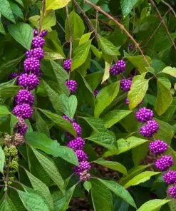 Fast Growing Trees American Beautyberry 8 Fast Growing Trees American Beautyberry