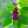 Fast Growing Trees American Beautyberry 1 Fast Growing Trees American Beautyberry