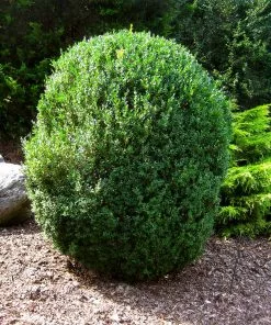 Fast Growing Trees Boxwood Shrubs American Boxwood Shrub 12 Fast Growing Trees Boxwood Shrubs American Boxwood Shrub