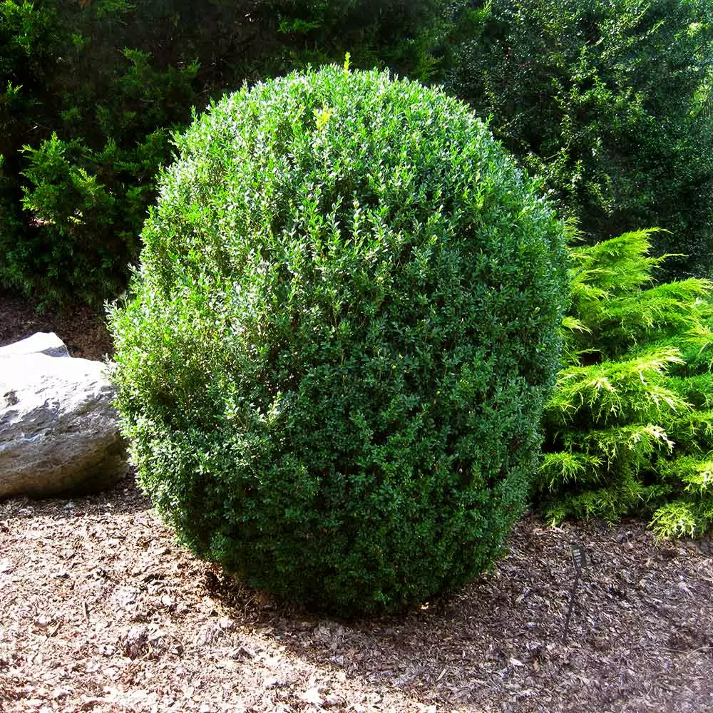 Fast Growing Trees Boxwood Shrubs American Boxwood Shrub 7 Fast Growing Trees Boxwood Shrubs American Boxwood Shrub