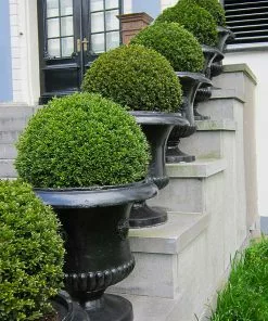 Fast Growing Trees Boxwood Shrubs American Boxwood Shrub 10 Fast Growing Trees Boxwood Shrubs American Boxwood Shrub