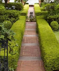 Fast Growing Trees Boxwood Shrubs American Boxwood Shrub 13 Fast Growing Trees Boxwood Shrubs American Boxwood Shrub