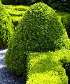 Fast Growing Trees Boxwood Shrubs American Boxwood Shrub