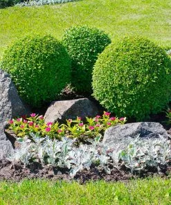 Fast Growing Trees Boxwood Shrubs American Boxwood Shrub 11 Fast Growing Trees Boxwood Shrubs American Boxwood Shrub